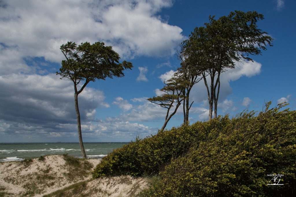 drei Windflüchter am Strand vor blauen Himmel