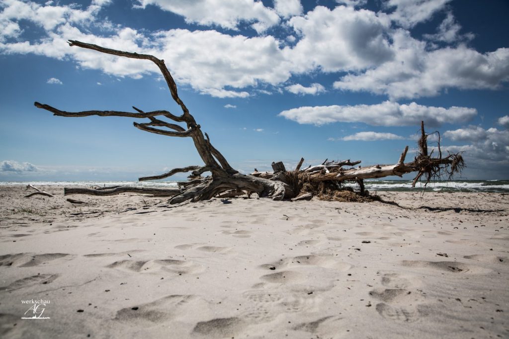 Treibholz im Sand